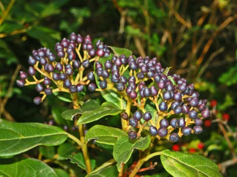 Metallic blue fruits and evergreen foliage of Viburnum tinus.