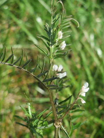 A flowering stem of Vicia hirsuta with pinnate leaves and tendrils.
