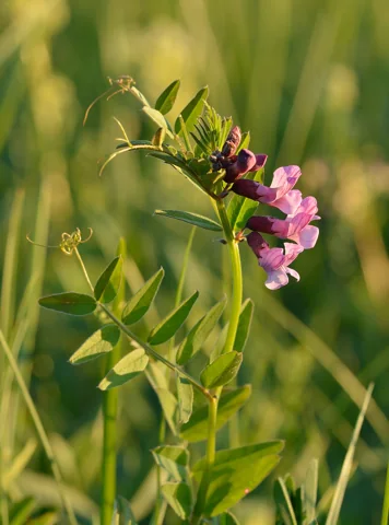 Vicia sepium in flower.