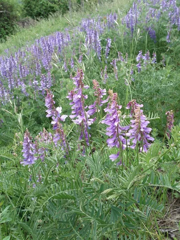 Purple flower racemes and fine divided foliage of Vicia tenuifolia.