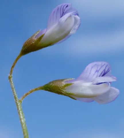 Small pale purple flowers of Vicia tetrasperma.