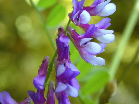 Purple and white flower raceme of Vicia villosa.