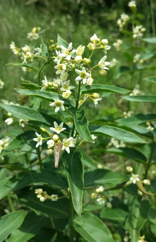 White flowers and leafy stems of Vincetoxicum hirundinaria.