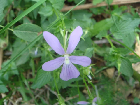 Pale violet flower of Viola cornuta.