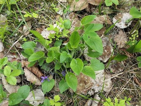 Leafy rosette of Viola hirta.