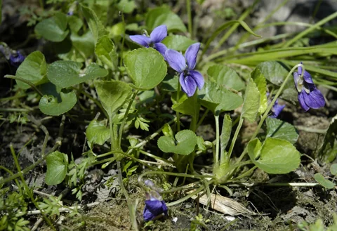 Flowering plant of Viola odorata with rounded leaves and runners.
