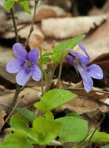 Violet flowers and leaves of Viola reichenbachiana.