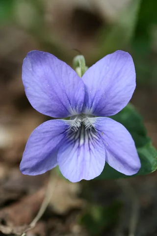 Violet-blue flower of Viola riviniana.