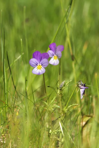 Flowering stems of Viola tricolor in grassland.