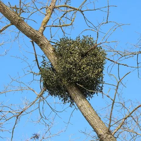 Rounded growth of Viscum album on a tree branch.