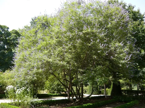 Whole flowering shrub of Vitex agnus-castus.