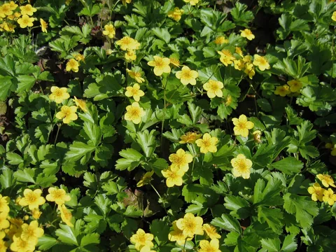 Yellow flowers across the leafy groundcover of Waldsteinia ternata.