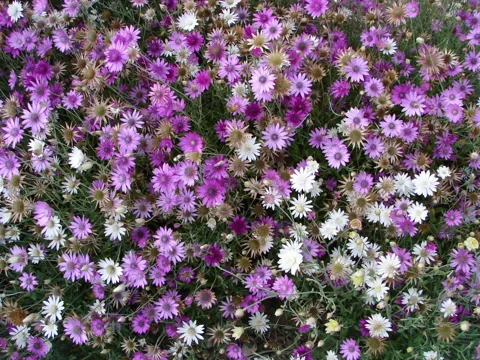 A flowering stand of Xeranthemum annuum in pink and white.