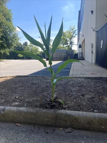An upright young maize plant (Zea mays) growing outdoors.