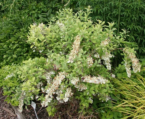 White bell-shaped flowers and leafy branches of Zenobia pulverulenta.