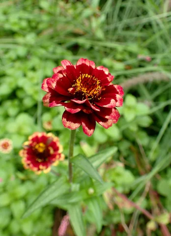 Flowering stem of Zinnia haageana 'Aztec Burgundy Bicolor'.